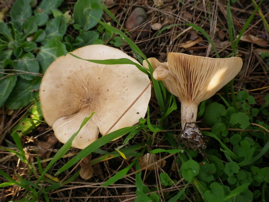 fungo da identificare 4